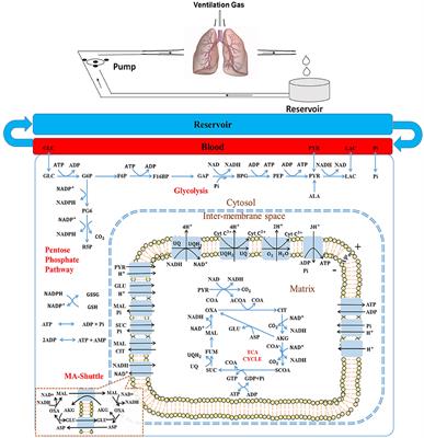 Frontiers Integrated Computational Model Of Lung Tissue Bioenergetics